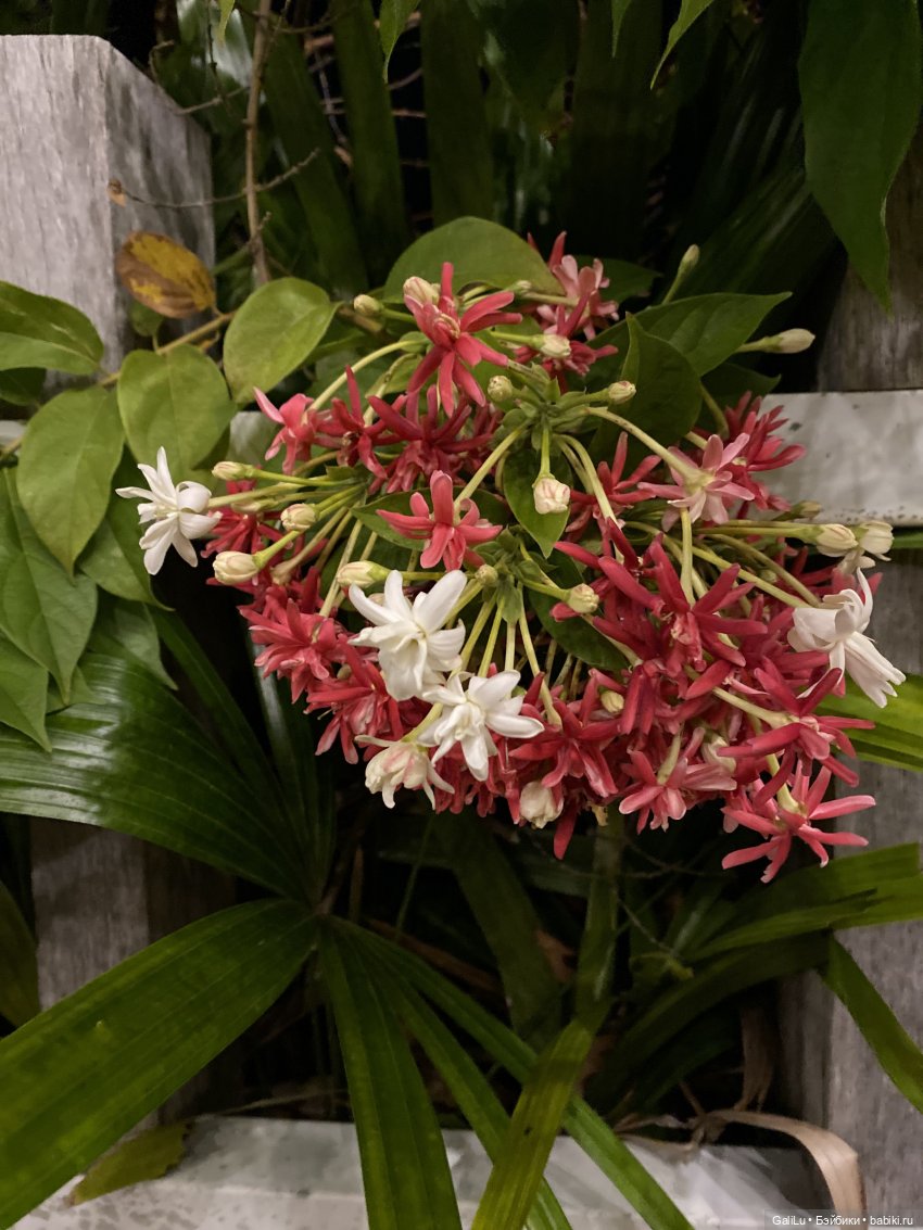 Путешествие на Бали — Туризм и путешествия: фотоотчеты из поездок