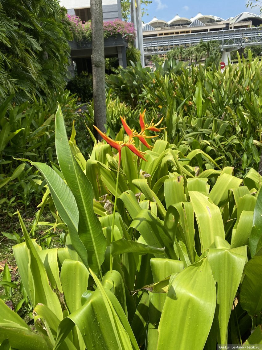 Путешествие на Бали — Туризм и путешествия: фотоотчеты из поездок