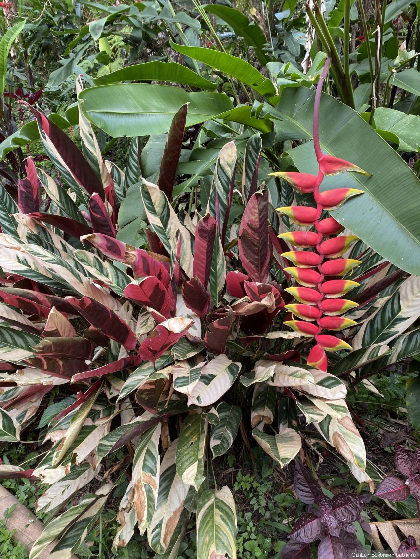 Путешествие на Бали — Туризм и путешествия: фотоотчеты из поездок