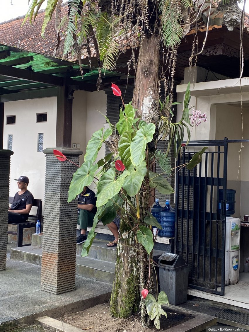 Путешествие на Бали — Туризм и путешествия: фотоотчеты из поездок