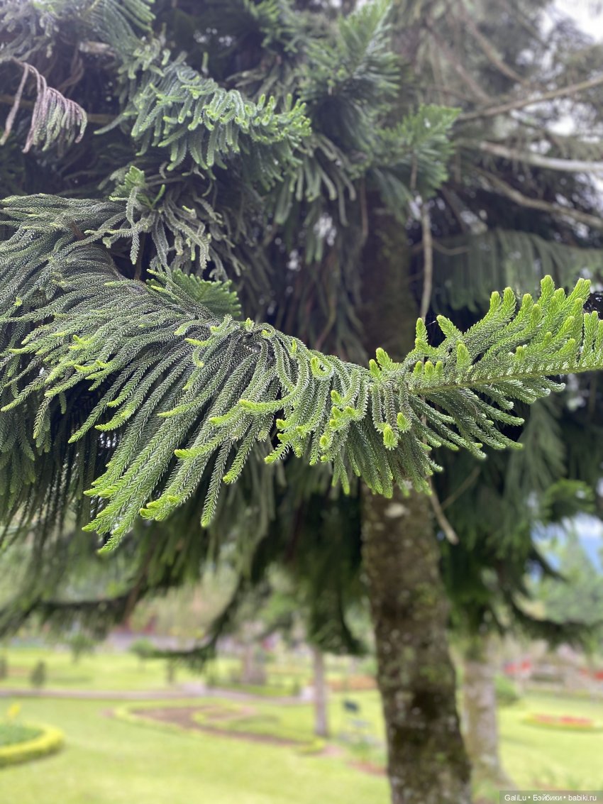 Путешествие на Бали — Туризм и путешествия: фотоотчеты из поездок