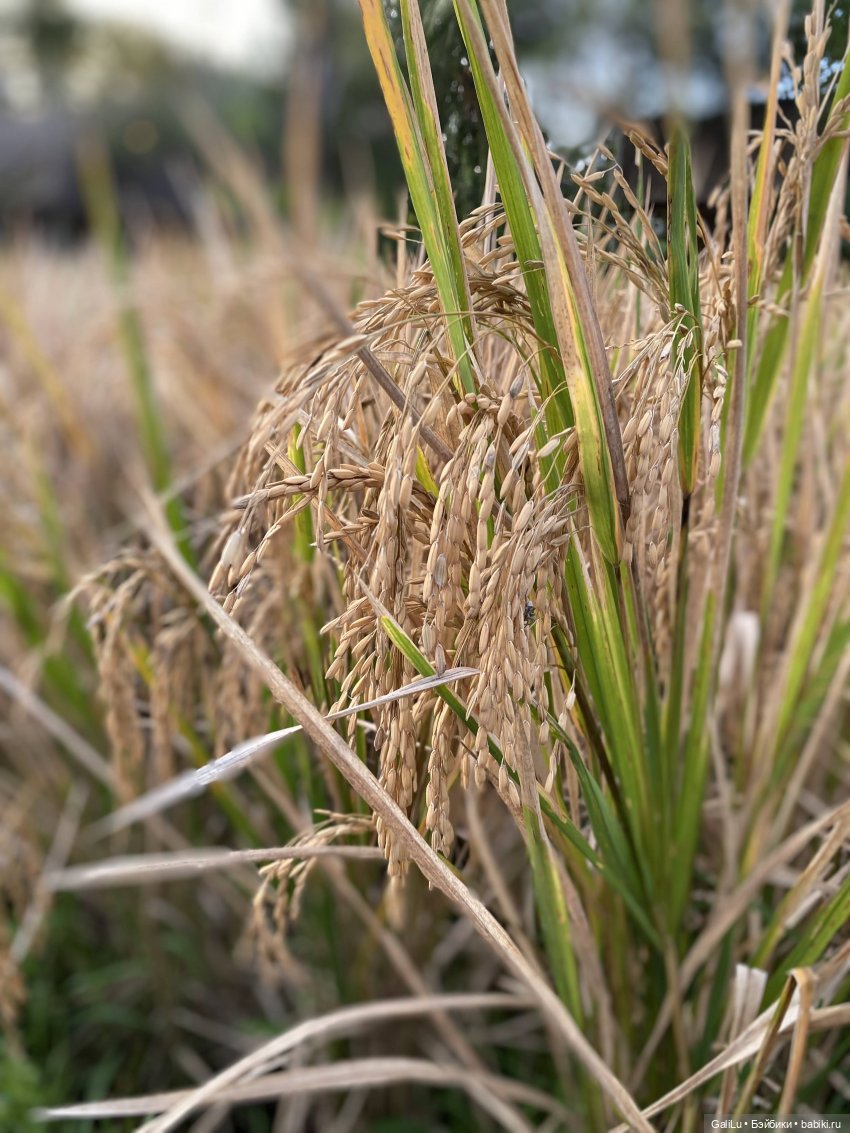 Путешествие на Бали — Туризм и путешествия: фотоотчеты из поездок