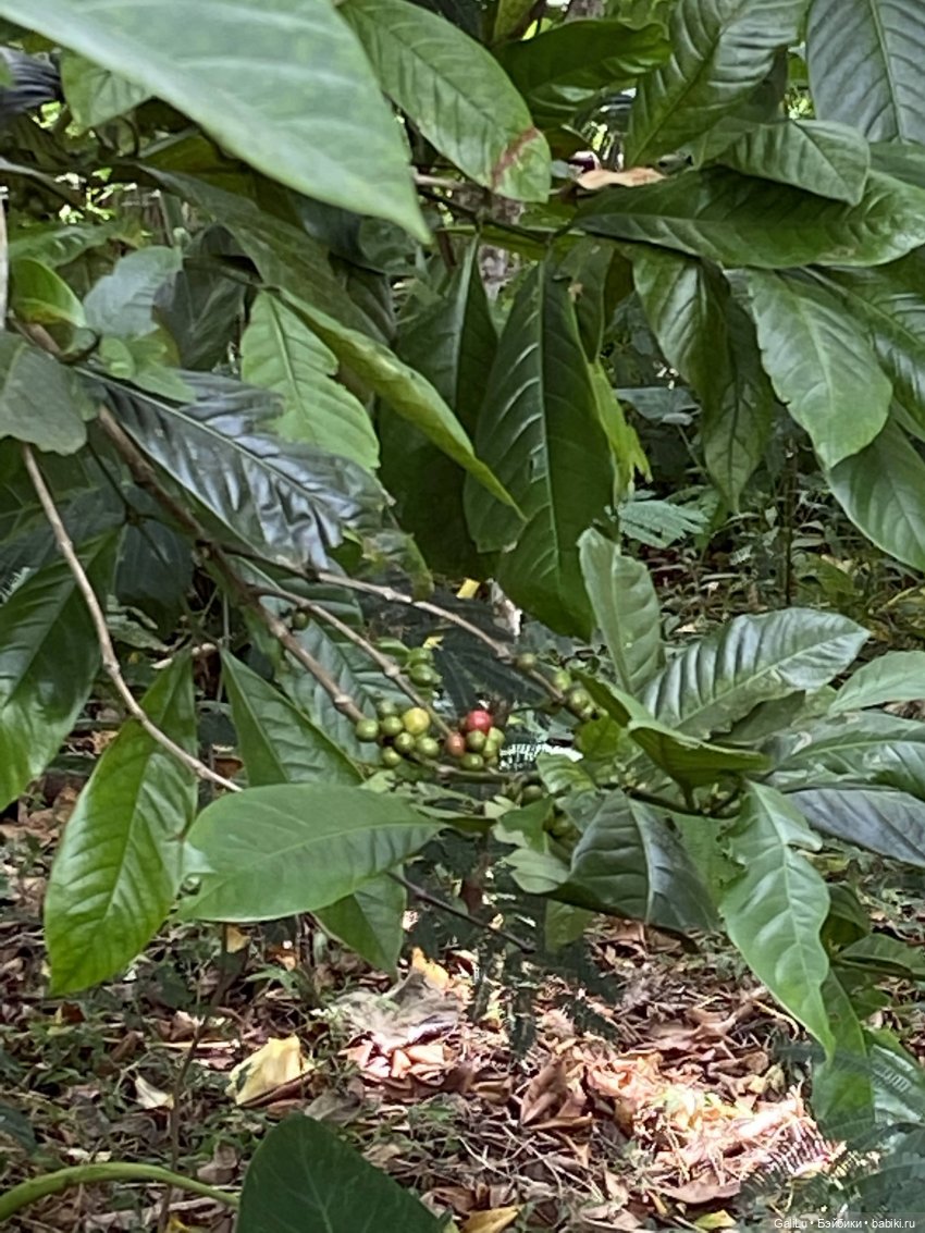 Путешествие на Бали — Туризм и путешествия: фотоотчеты из поездок