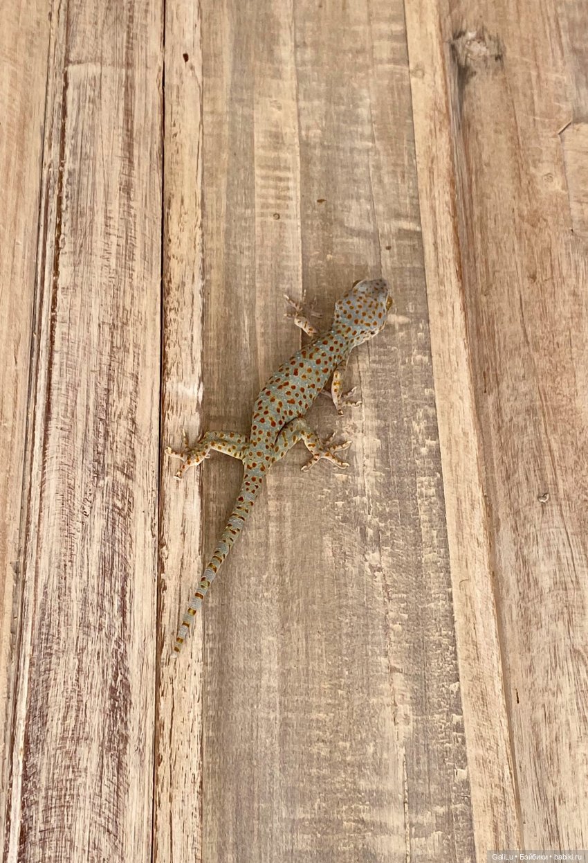 Путешествие на Бали — Туризм и путешествия: фотоотчеты из поездок