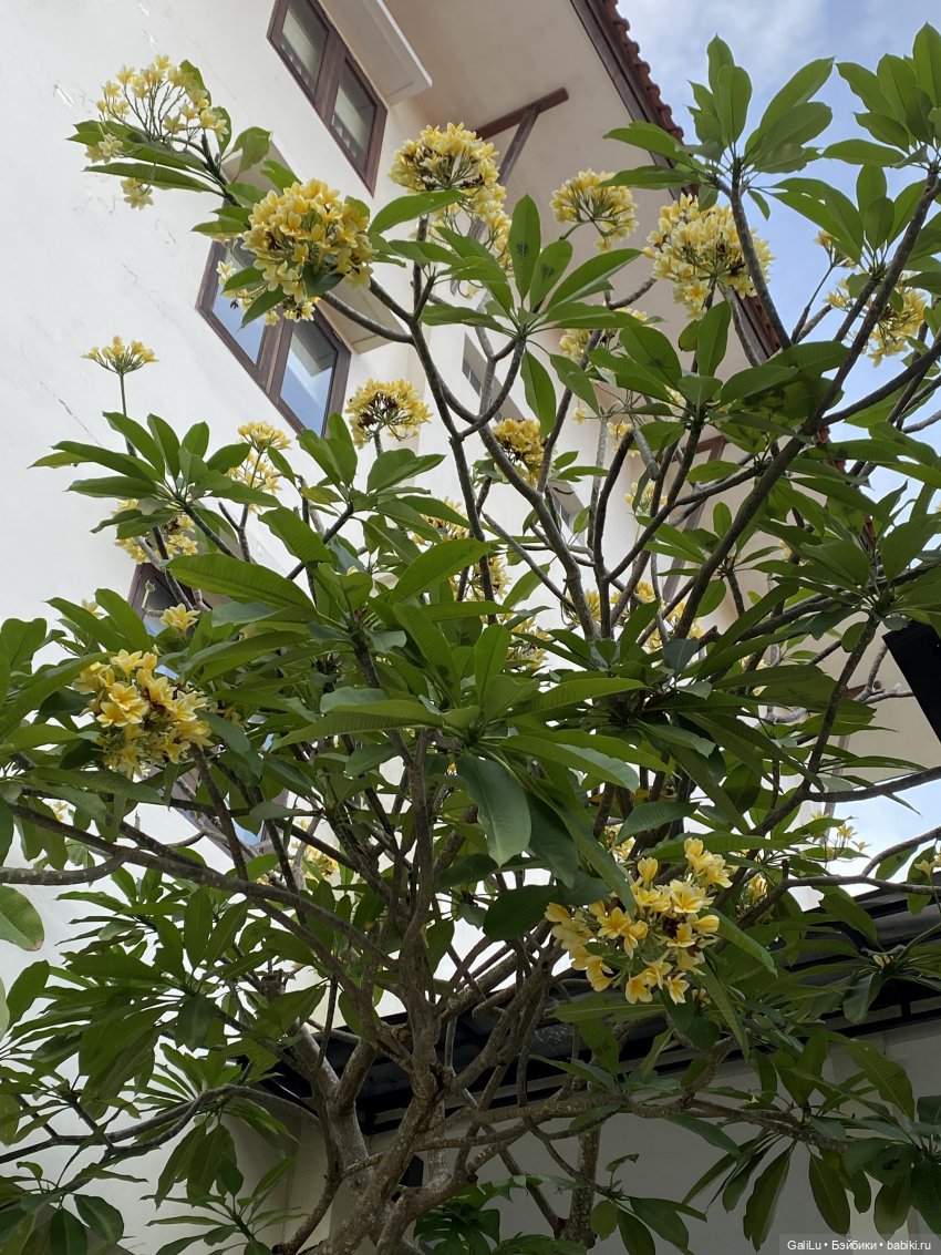 Путешествие на Бали — Туризм и путешествия: фотоотчеты из поездок