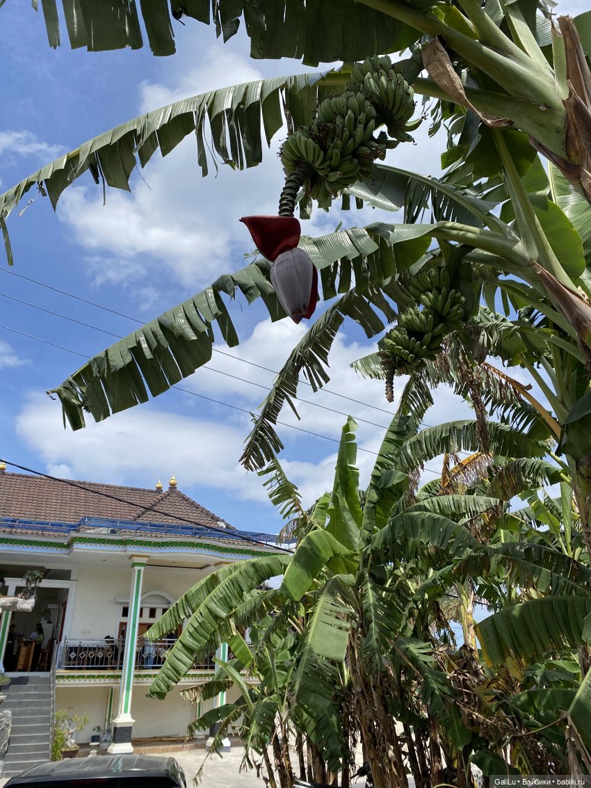 Путешествие на Бали — Туризм и путешествия: фотоотчеты из поездок