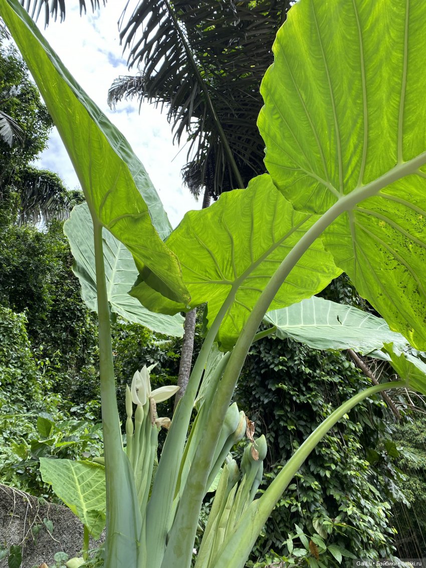 Путешествие на Бали — Туризм и путешествия: фотоотчеты из поездок