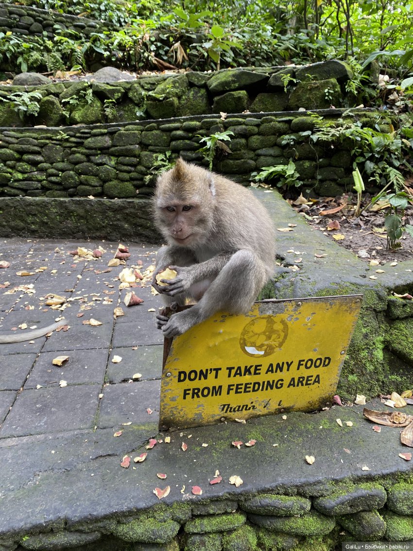 Путешествие на Бали — Туризм и путешествия: фотоотчеты из поездок