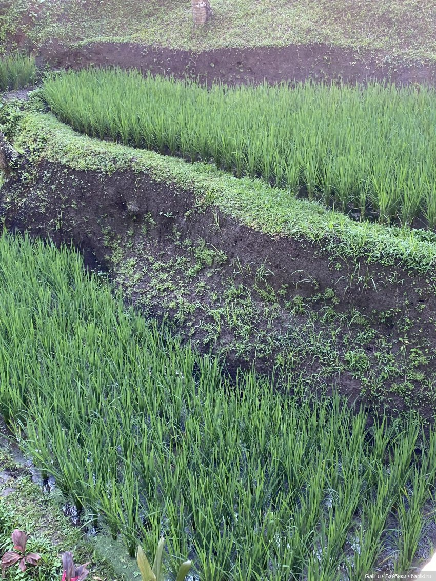 Путешествие на Бали — Туризм и путешествия: фотоотчеты из поездок