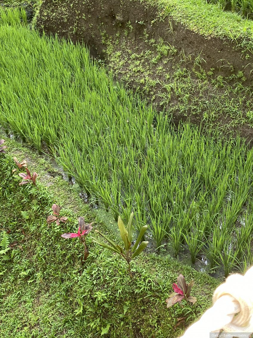 Путешествие на Бали — Туризм и путешествия: фотоотчеты из поездок