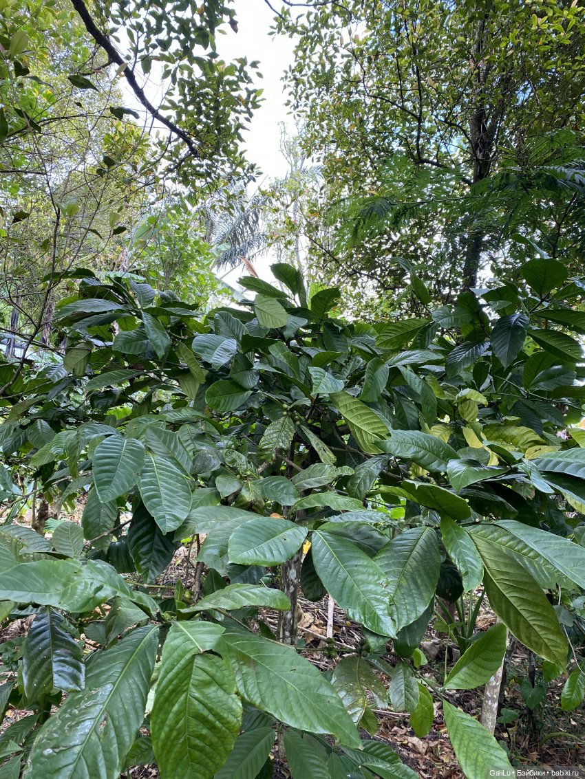 Путешествие на Бали — Туризм и путешествия: фотоотчеты из поездок