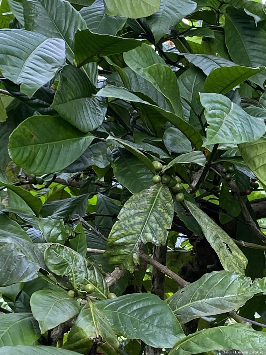 Путешествие на Бали — Туризм и путешествия: фотоотчеты из поездок