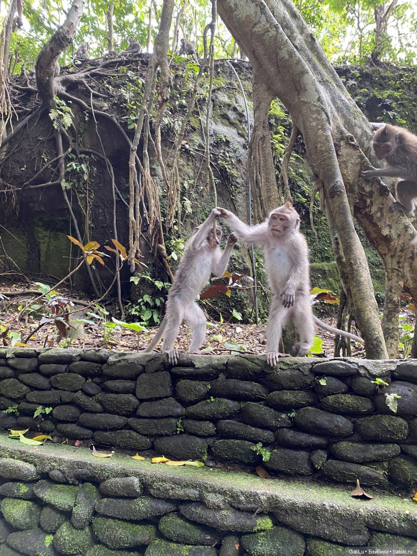Путешествие на Бали — Туризм и путешествия: фотоотчеты из поездок