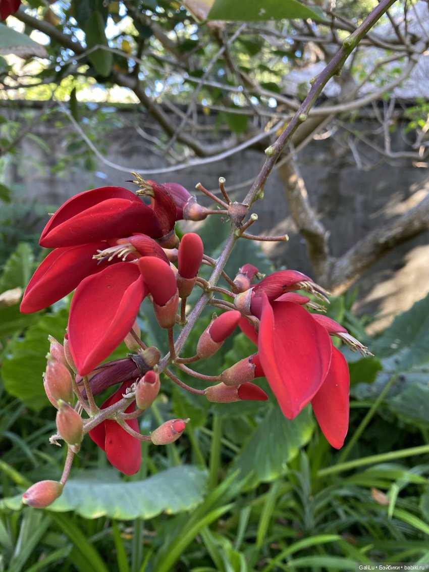 Путешествие на Бали — Туризм и путешествия: фотоотчеты из поездок