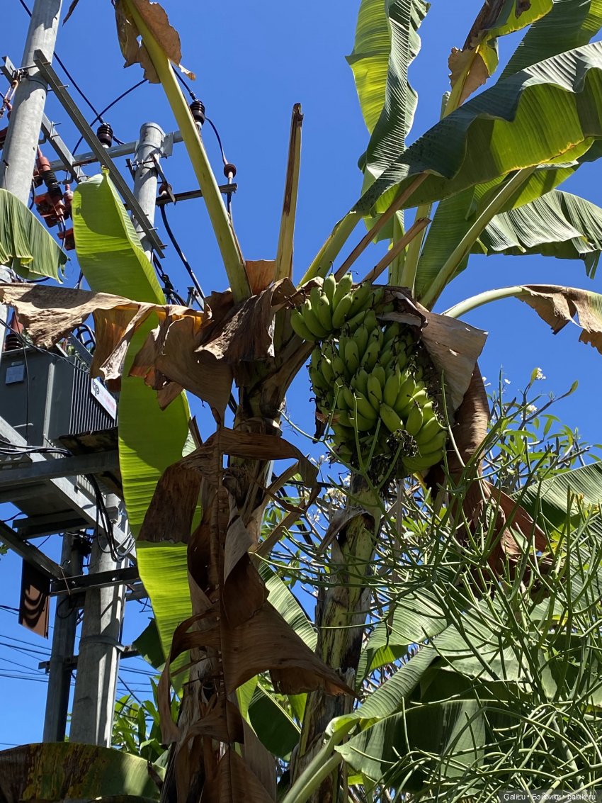 Путешествие на Бали — Туризм и путешествия: фотоотчеты из поездок