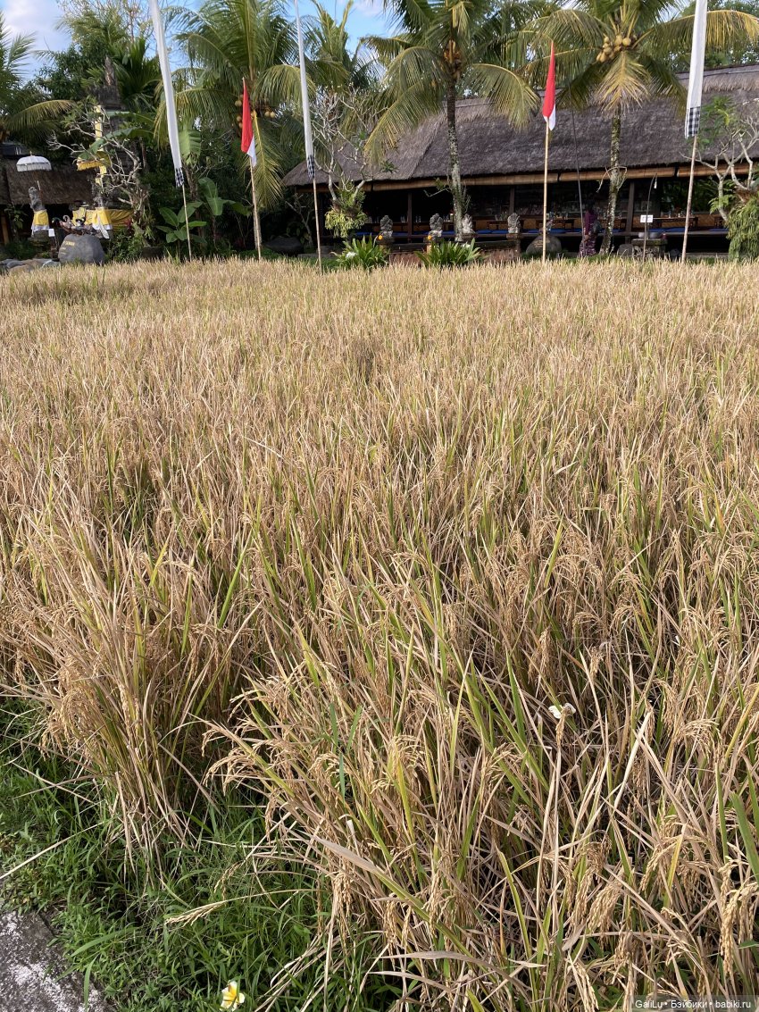 Путешествие на Бали — Туризм и путешествия: фотоотчеты из поездок