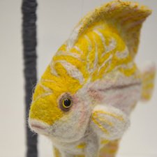 Дискус бело-желтый. Сухое валяние