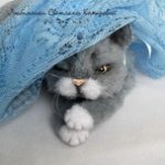 Тимофей кот без хлопот