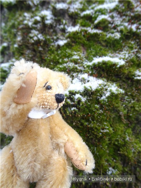 Мишка на севере — Болталка и разговоры обо всем: жизнь