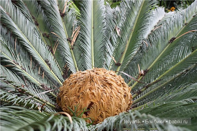 Испания островная — Туризм и путешествия: фотоотчеты из поездок (фото 2)