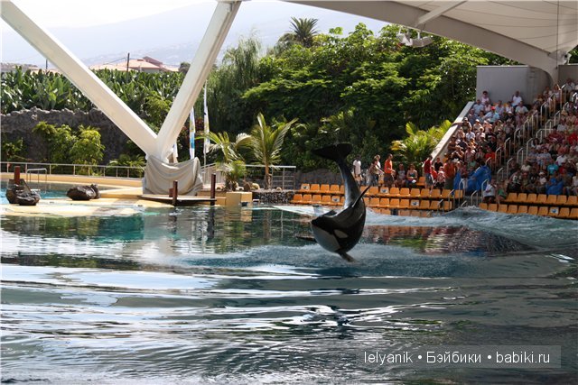 Испания островная — Туризм и путешествия: фотоотчеты из поездок (фото 4)