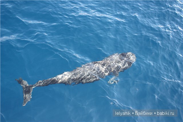 Испания островная — Туризм и путешествия: фотоотчеты из поездок