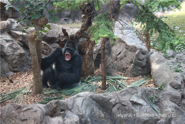 Испания островная — Туризм и путешествия: фотоотчеты из поездок