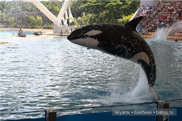 Испания островная — Туризм и путешествия: фотоотчеты из поездок (фото 5)