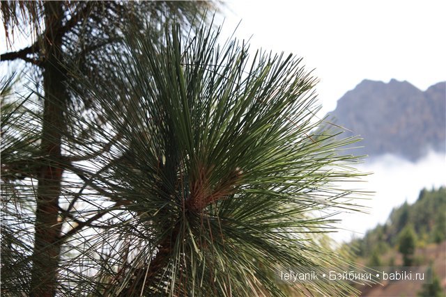 Испания островная — Туризм и путешествия: фотоотчеты из поездок