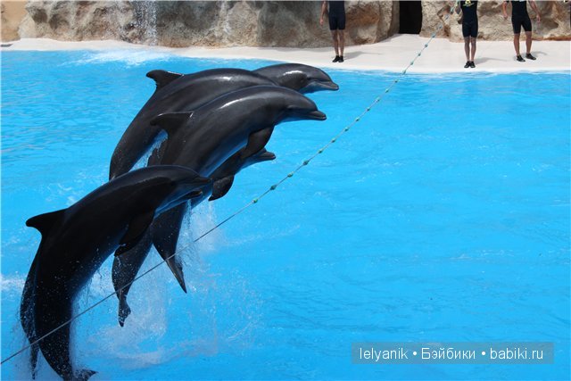 Испания островная — Туризм и путешествия: фотоотчеты из поездок (фото 10)