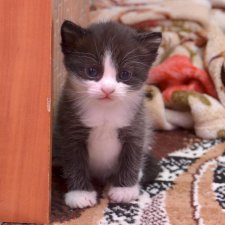 А у нас сегодня кошка...