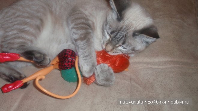 Тораляй Страйп coffin bean. Запоздалое новогоднее чудо