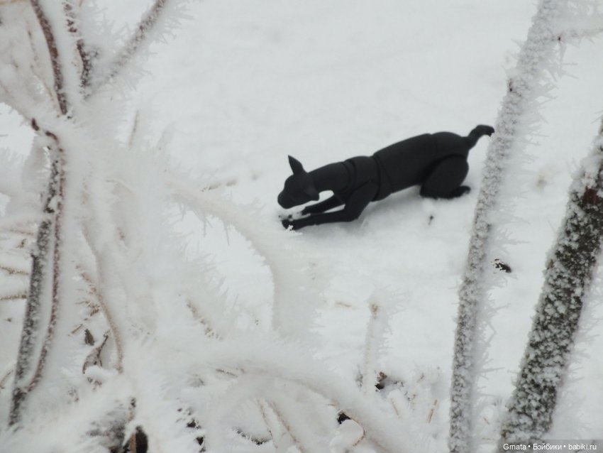 Из жизни кота-ориентала или приключения Ходи | Бэйбики Из жизни кота-ориентала или приключения Ходи (фото 8)
