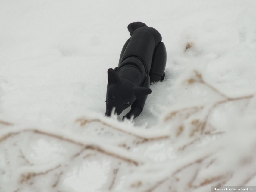 Из жизни кота-ориентала или приключения Ходи | Бэйбики Из жизни кота-ориентала или приключения Ходи (фото 7)