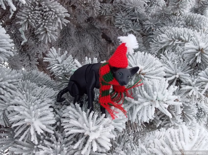 Из жизни кота-ориентала или приключения Ходи | Бэйбики Из жизни кота-ориентала или приключения Ходи