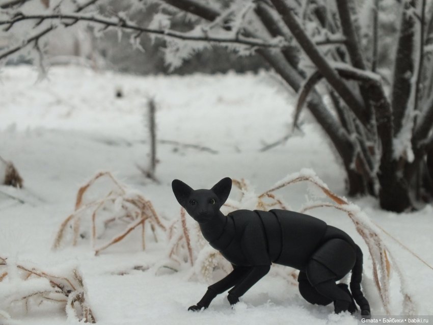 Из жизни кота-ориентала или приключения Ходи | Бэйбики Из жизни кота-ориентала или приключения Ходи (фото 3)