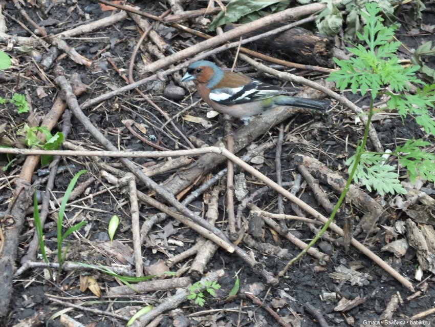 Пятигорск и куклы — Туризм и путешествия: фотоотчеты из поездок (фото 7)