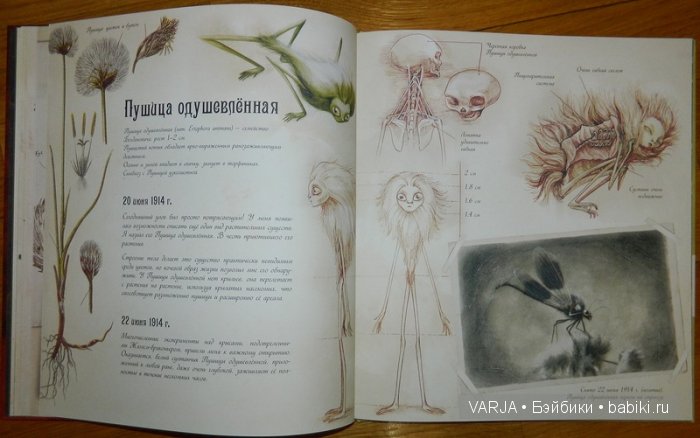 Чем же популярен Бенджамин Лакомб (Benjamin Lacombe)