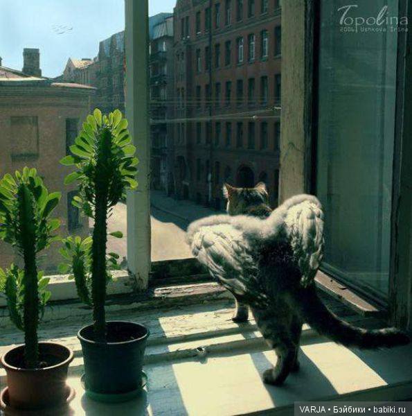 100 фотографий от мастеров фотошопа