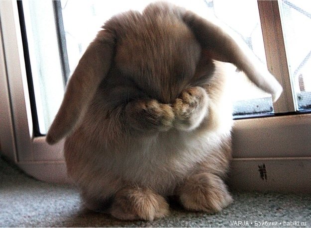 "Таблетка" от кукломании | Бэйбики "Таблетка" от кукломании — Болталка и разговоры обо всем: жизнь (фото 4)