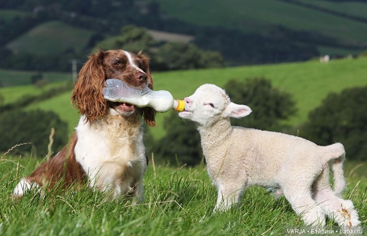 Фото, от которых на душе становится теплей