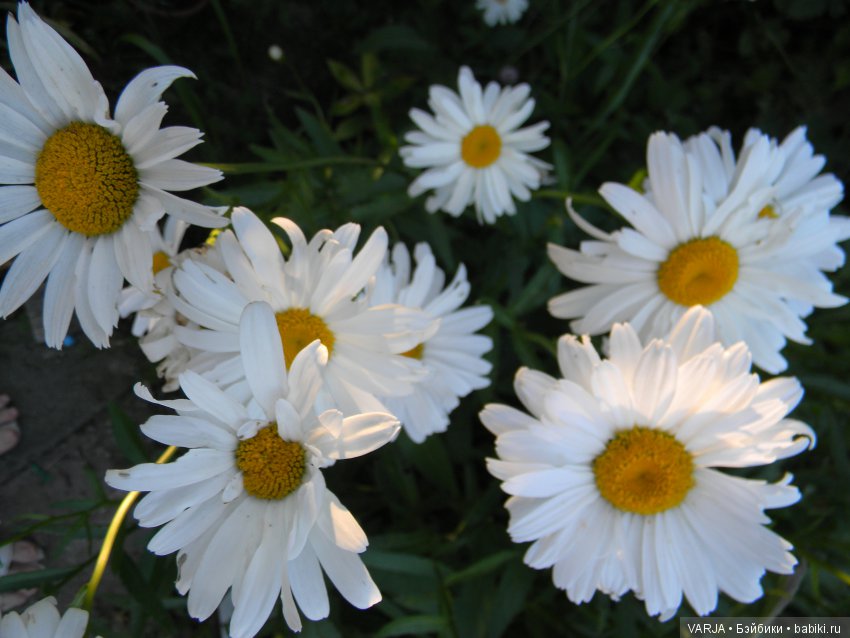 Моя самая маленькая куколка