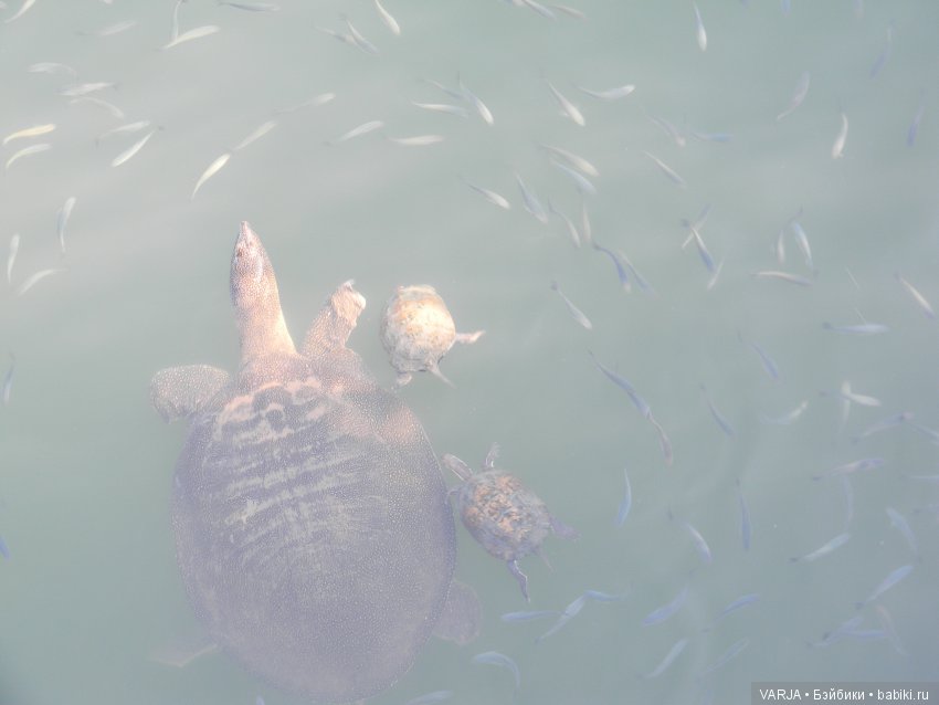 В первый раз на Средиземном море