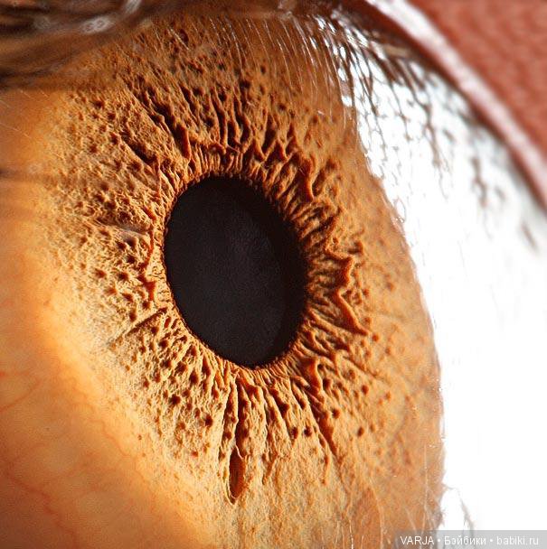 Глаза — Интересное и необычное: фотоподборки