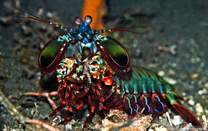 Глаза — Интересное и необычное: фотоподборки