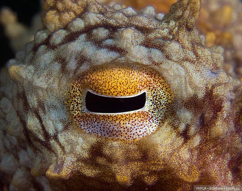 Глаза — Интересное и необычное: фотоподборки (фото 8)