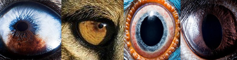 Глаза — Интересное и необычное: фотоподборки