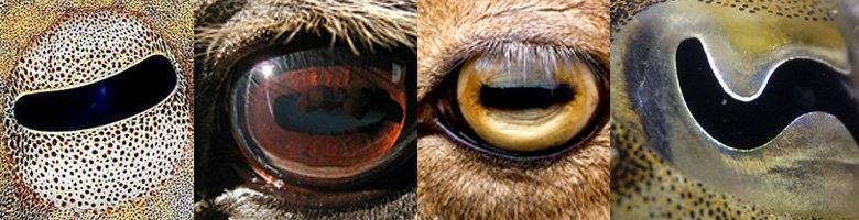 Глаза — Интересное и необычное: фотоподборки