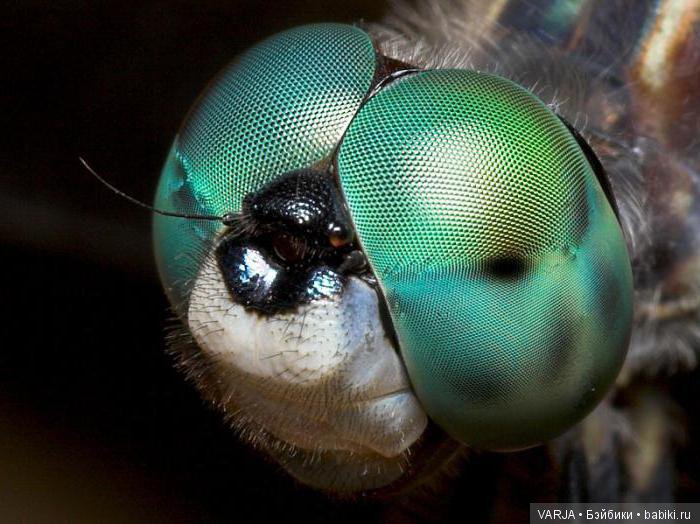 Глаза — Интересное и необычное: фотоподборки