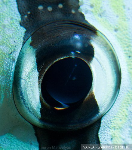 Глаза — Интересное и необычное: фотоподборки